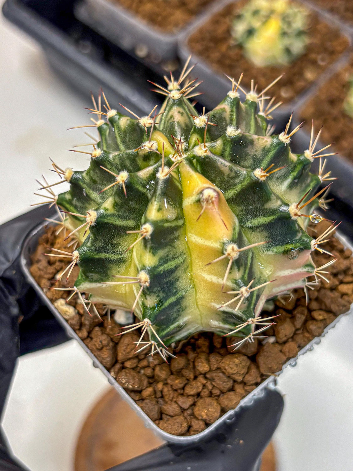 Gymnocalycium Dragon Egg (gy23) (14) | Hybrid