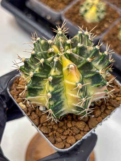 Gymnocalycium Dragon Egg (gy23) (14) | Hybrid