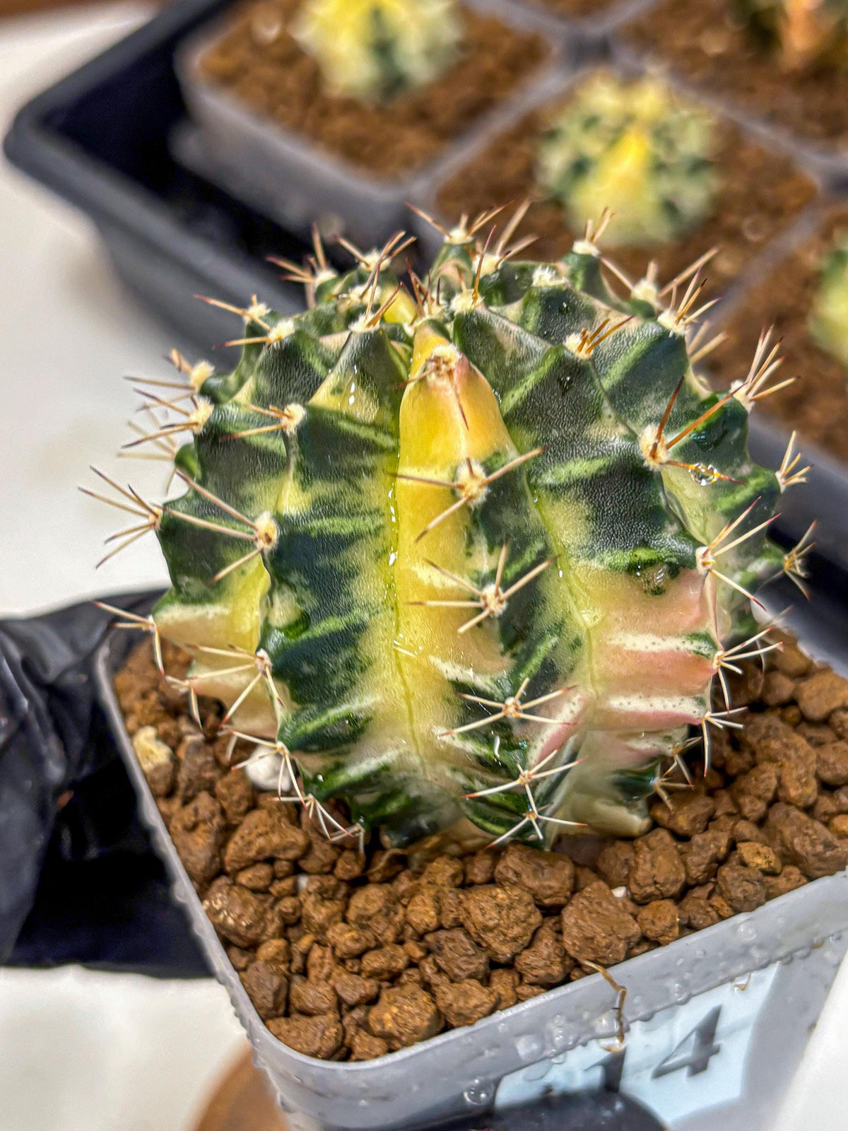 Gymnocalycium Dragon Egg (gy23) (14) | Hybrid