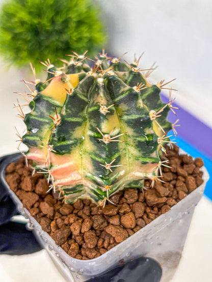 Gymnocalycium Dragon Egg (gy23) (14) | Hybrid