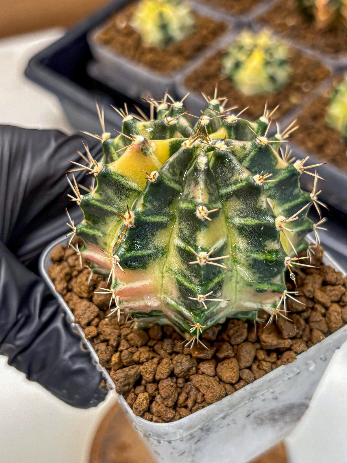 Gymnocalycium Dragon Egg (gy23) (14) | Hybrid