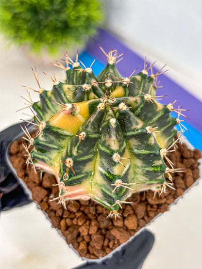 Gymnocalycium Dragon Egg (gy23) (14) | Hybrid