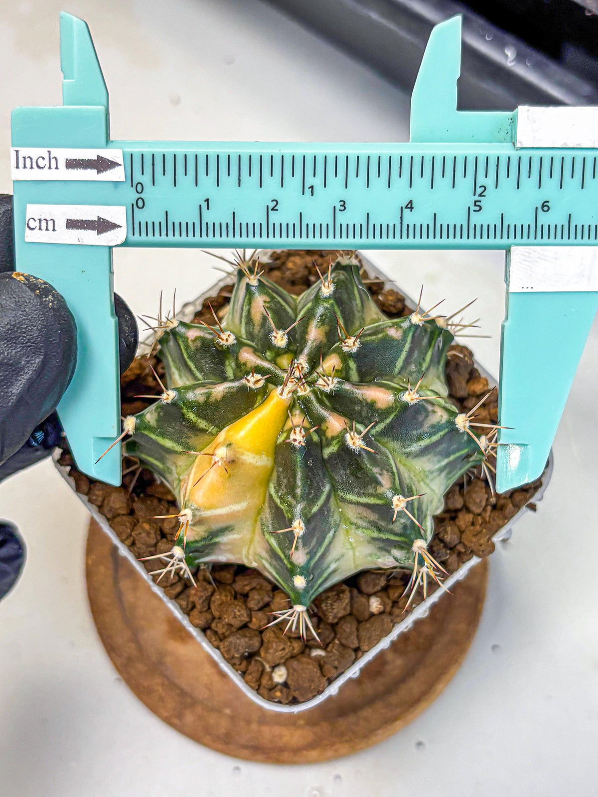 Gymnocalycium Dragon Egg (gy23) (15) | Hybrid