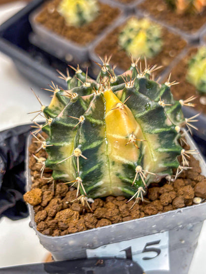 Gymnocalycium Dragon Egg (gy23) (15) | Hybrid