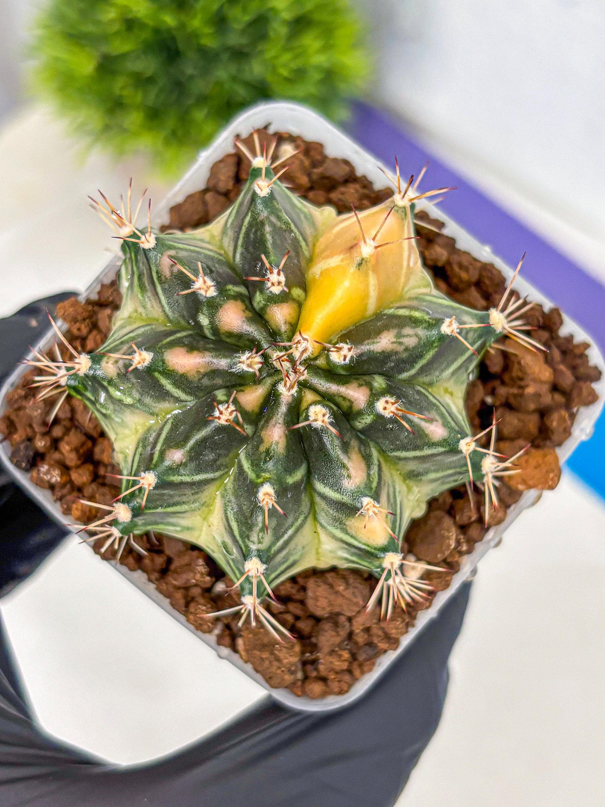 Gymnocalycium Dragon Egg (gy23) (15) | Hybrid
