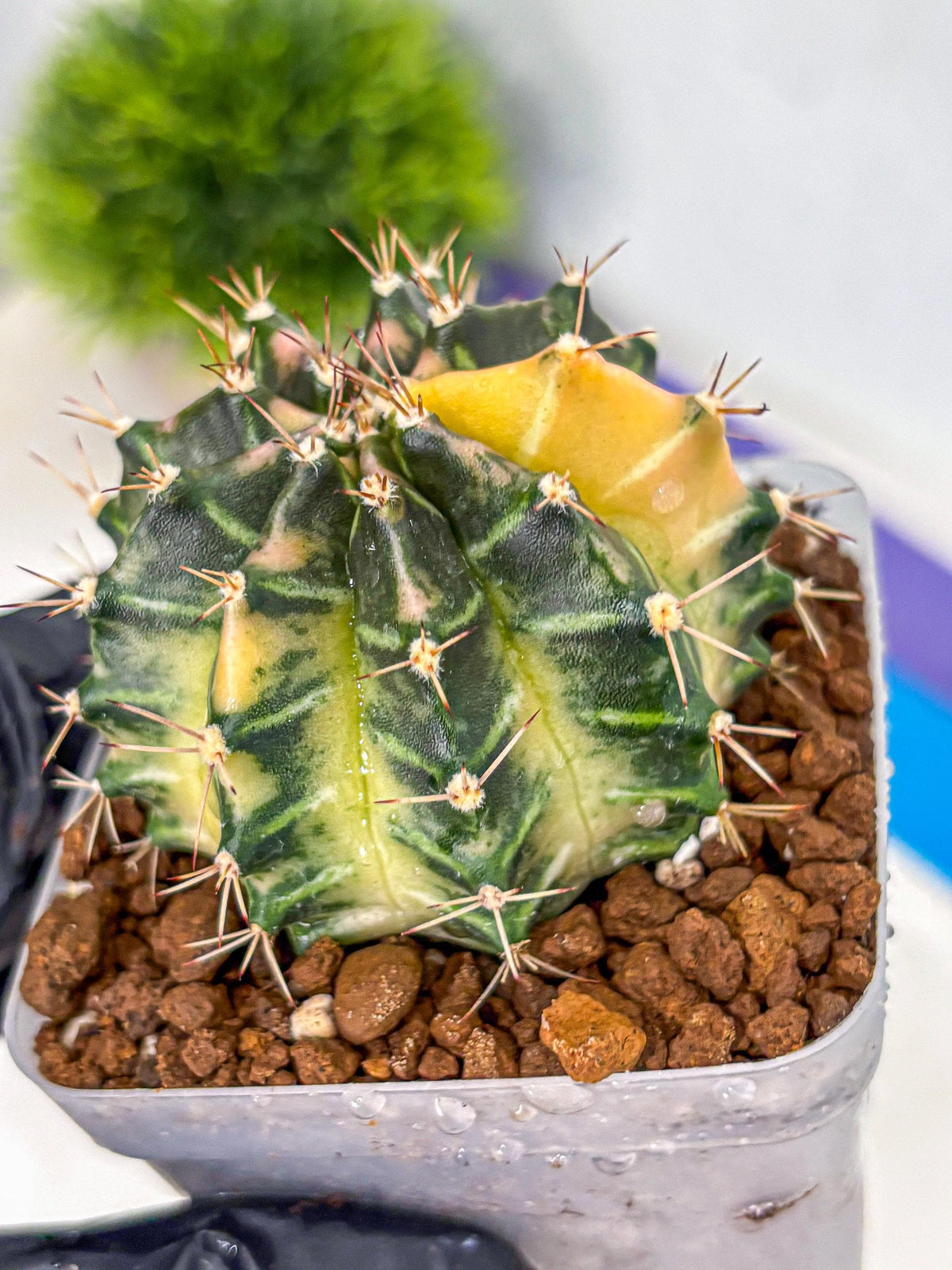Gymnocalycium Dragon Egg (gy23) (15) | Hybrid