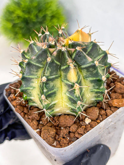 Gymnocalycium Dragon Egg (gy23) (15) | Hybrid