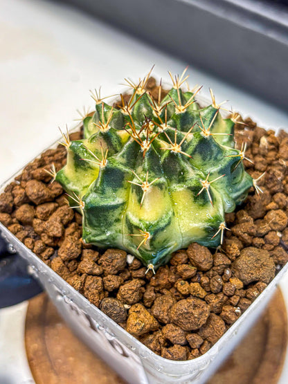 Gymnocalycium Dragon Egg (gy23) (16) | Hybrid