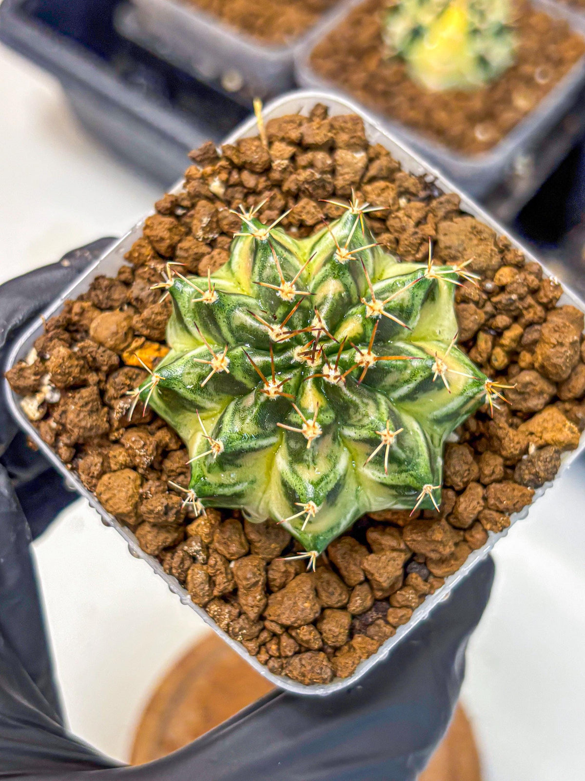 Gymnocalycium Dragon Egg (gy23) (16) | Hybrid