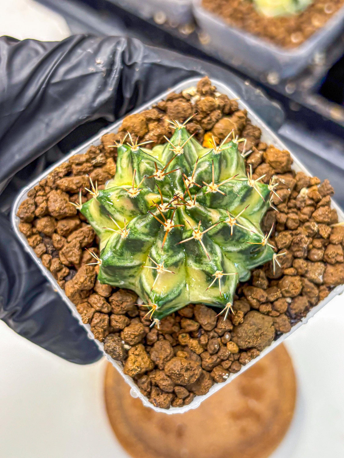 Gymnocalycium Dragon Egg (gy23) (16) | Hybrid