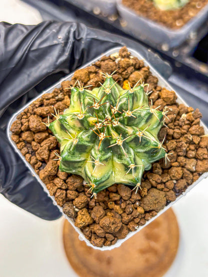 Gymnocalycium Dragon Egg (gy23) (16) | Hybrid