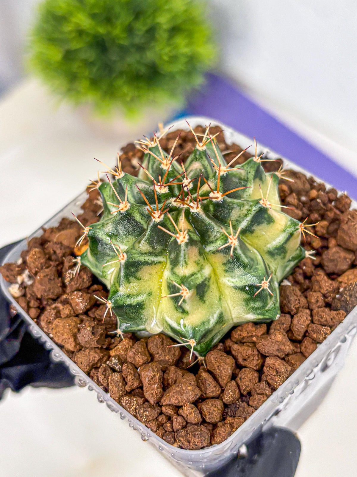 Gymnocalycium Dragon Egg (gy23) (16) | Hybrid