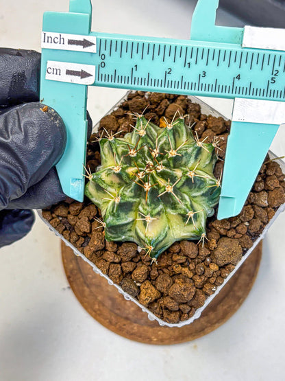 Gymnocalycium Dragon Egg (gy23) (16) | Hybrid