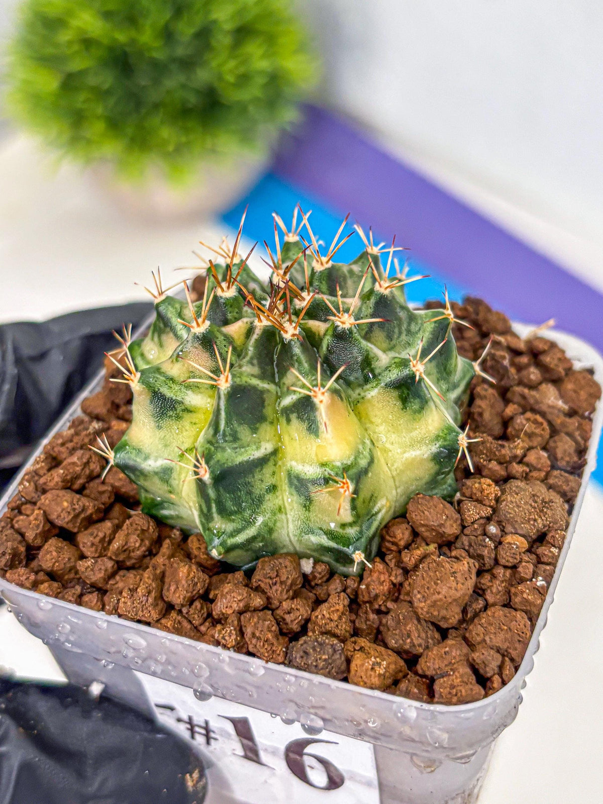 Gymnocalycium Dragon Egg (gy23) (16) | Hybrid