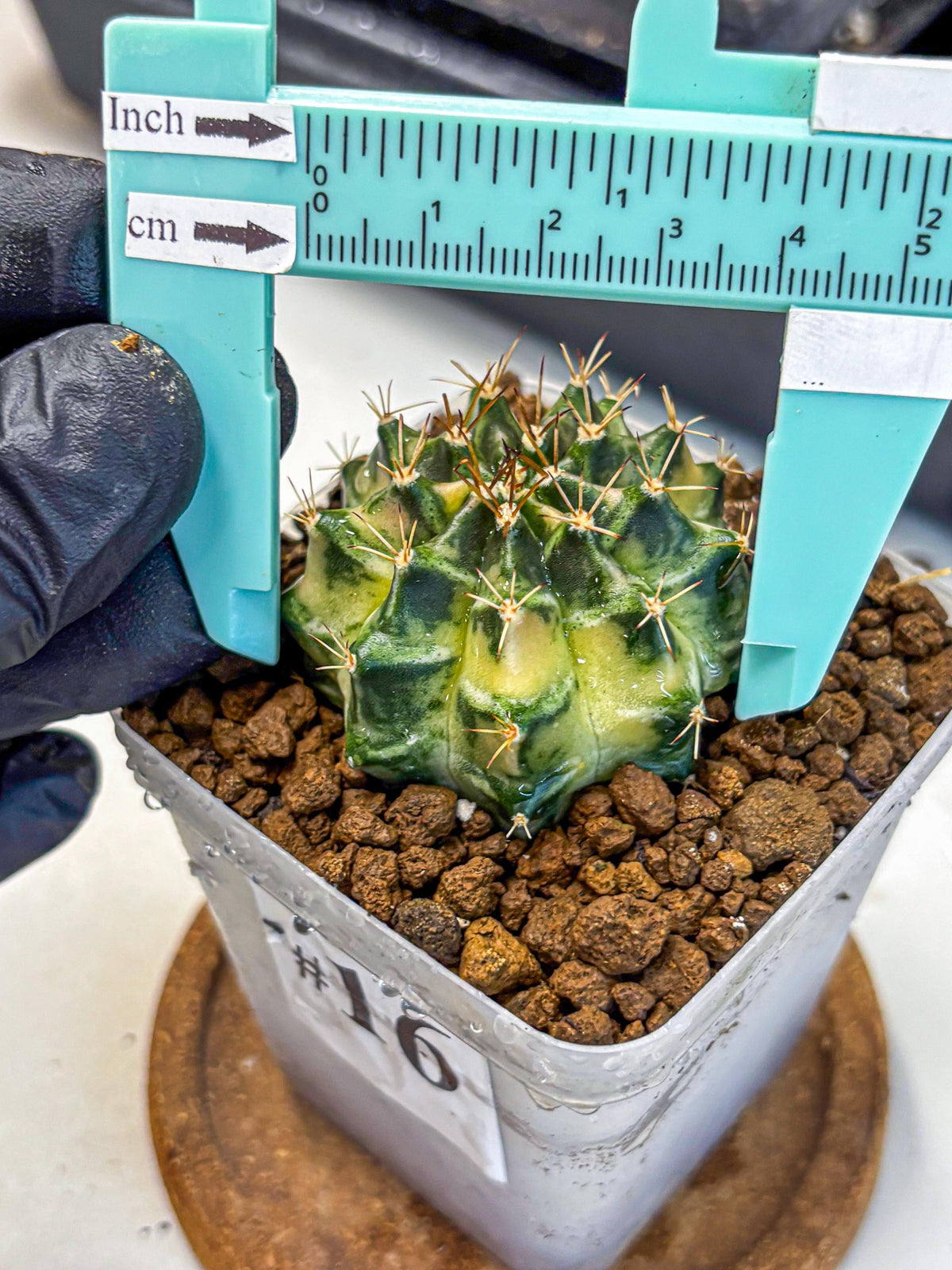Gymnocalycium Dragon Egg (gy23) (16) | Hybrid