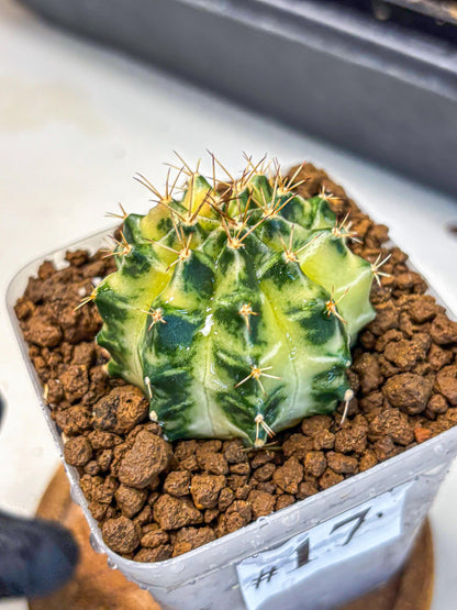 Gymnocalycium Dragon Egg (gy23) (17) | Hybrid