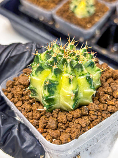 Gymnocalycium Dragon Egg (gy23) (17) | Hybrid