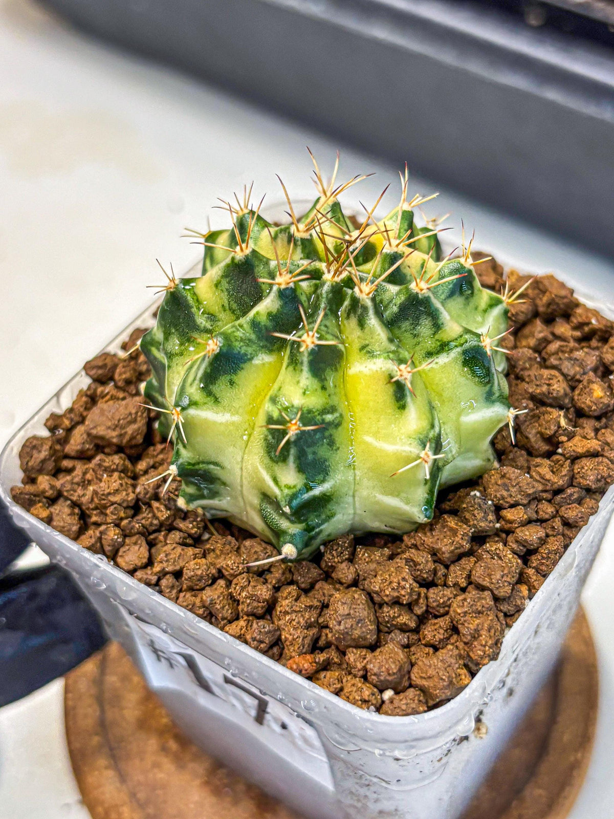 Gymnocalycium Dragon Egg (gy23) (17) | Hybrid