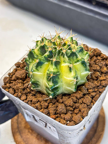 Gymnocalycium Dragon Egg (gy23) (17) | Hybrid