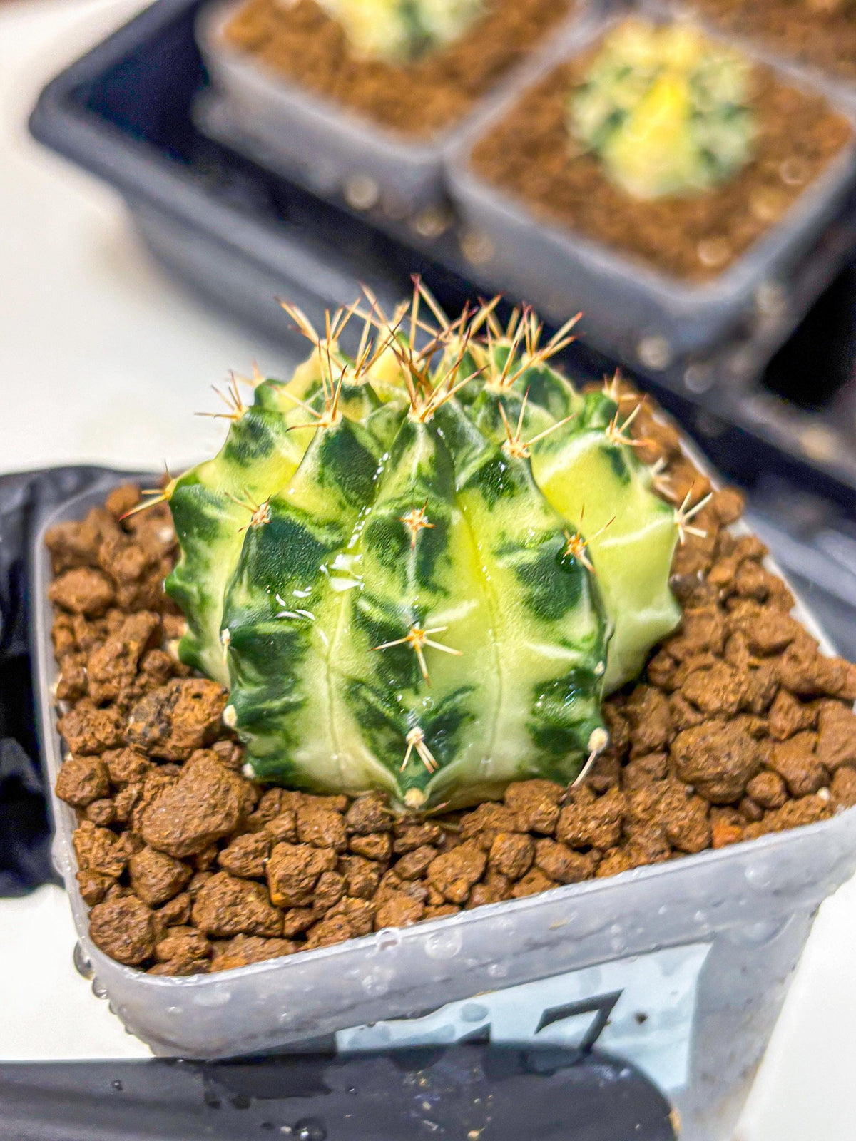 Gymnocalycium Dragon Egg (gy23) (17) | Hybrid