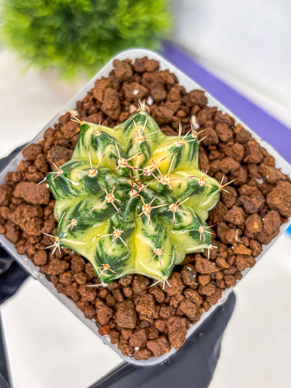 Gymnocalycium Dragon Egg (gy23) (17) | Hybrid