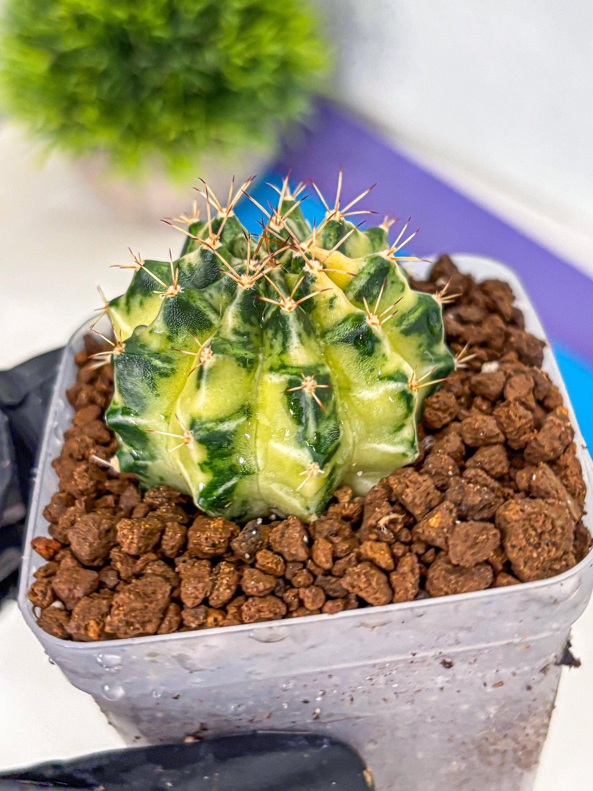 Gymnocalycium Dragon Egg (gy23) (17) | Hybrid