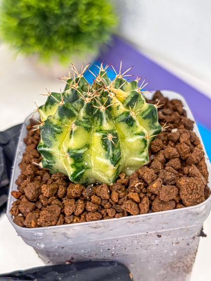 Gymnocalycium Dragon Egg (gy23) (17) | Hybrid