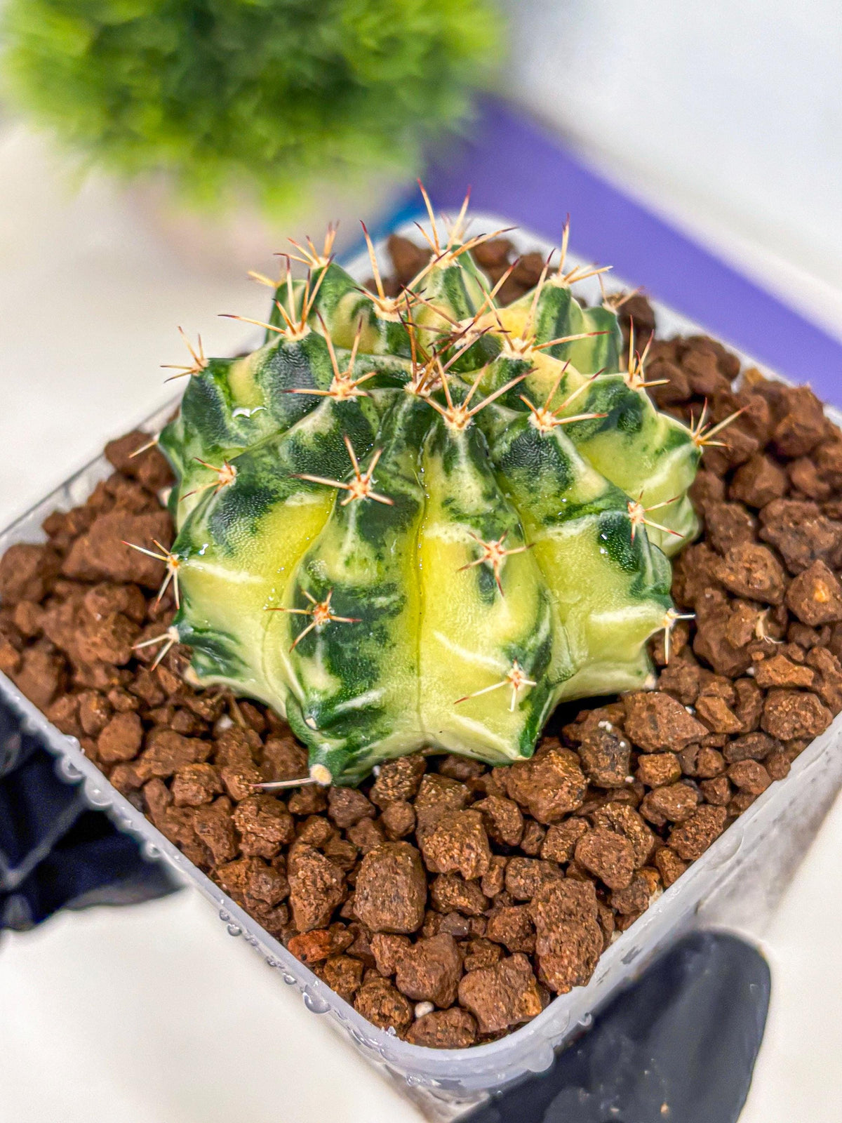 Gymnocalycium Dragon Egg (gy23) (17) | Hybrid