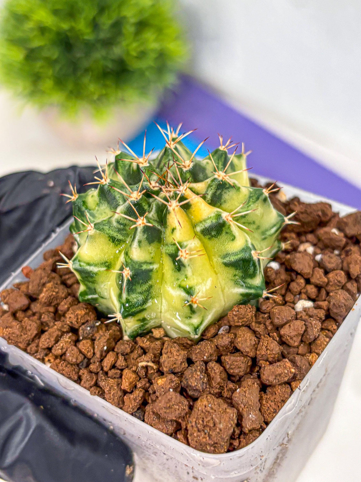 Gymnocalycium Dragon Egg (gy23) (17) | Hybrid