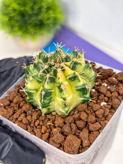 Gymnocalycium Dragon Egg (gy23) (17) | Hybrid