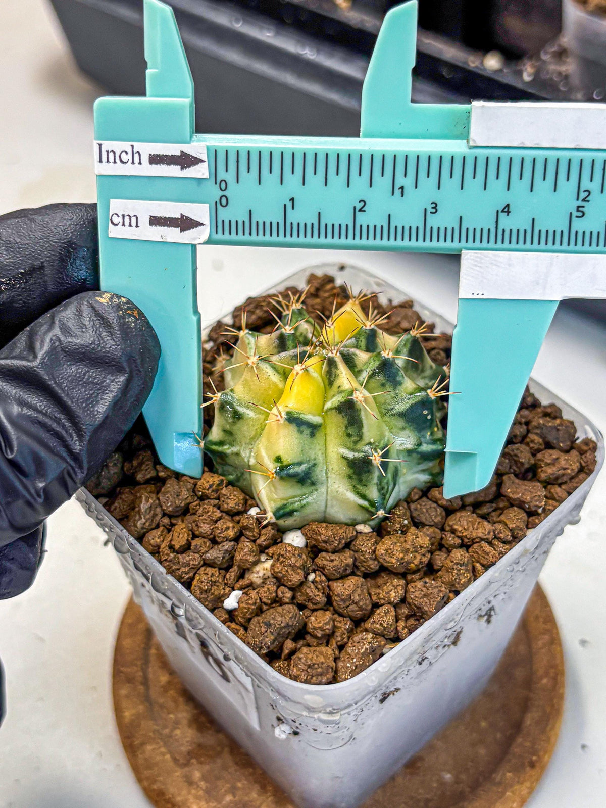 Gymnocalycium Dragon Egg (gy23) (18) | Hybrid