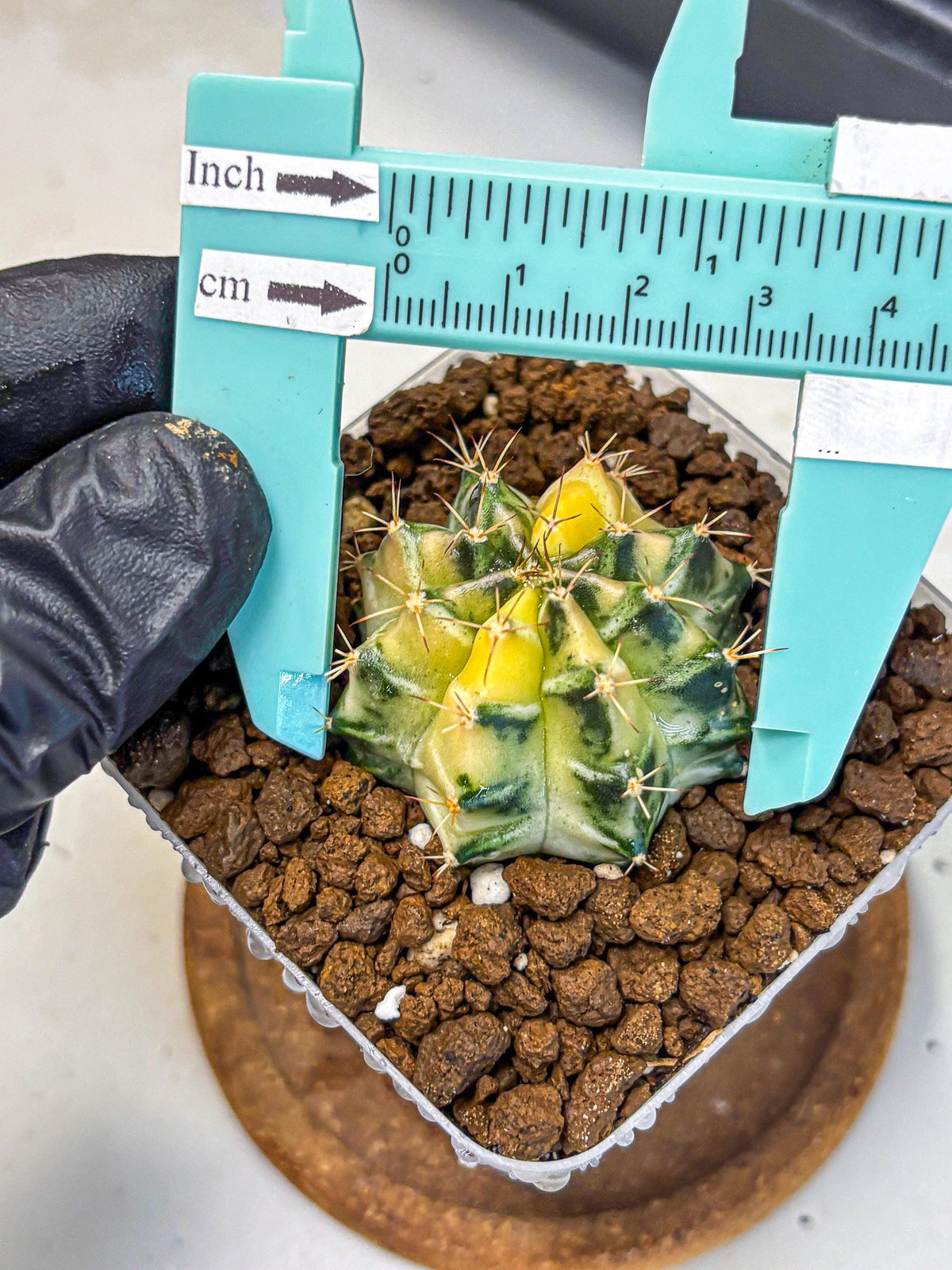 Gymnocalycium Dragon Egg (gy23) (18) | Hybrid