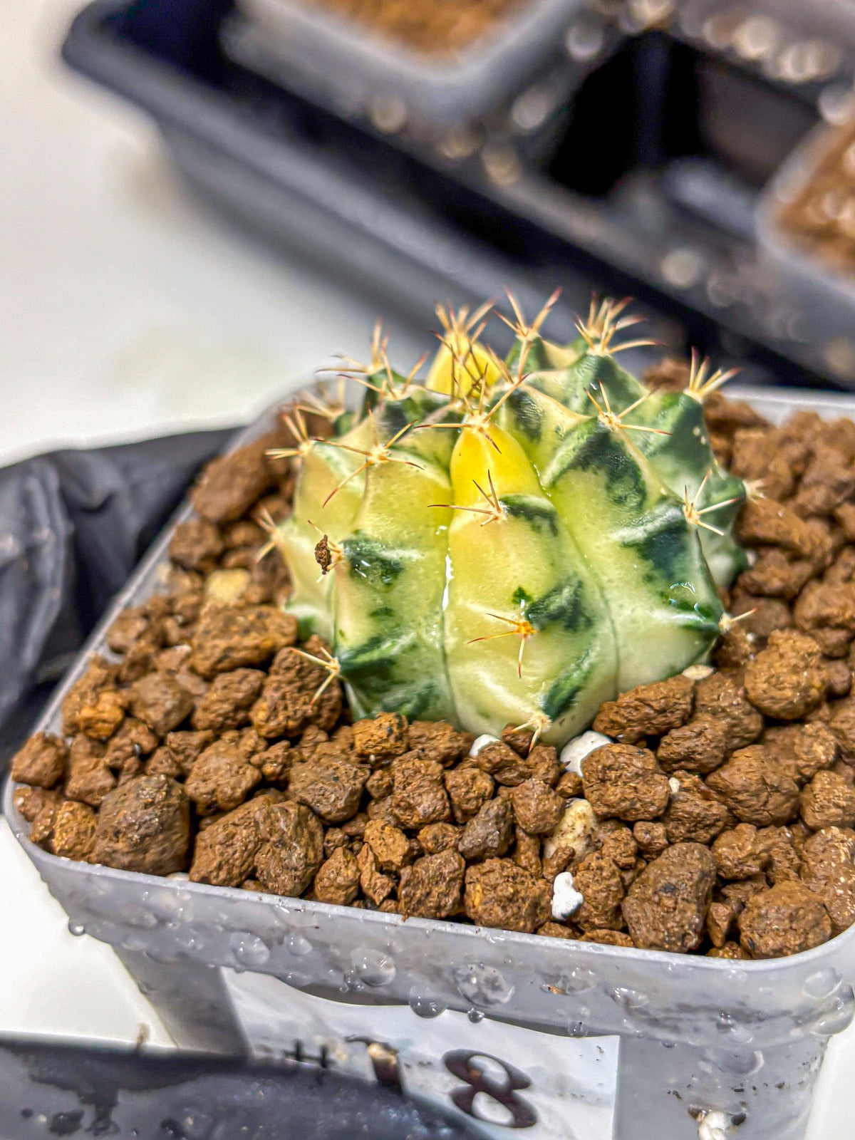 Gymnocalycium Dragon Egg (gy23) (18) | Hybrid