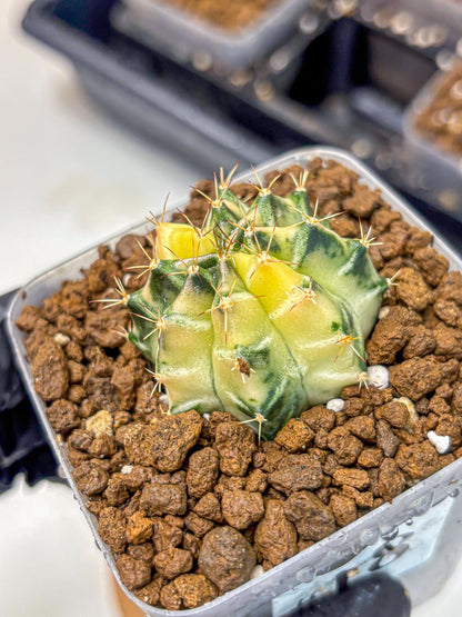 Gymnocalycium Dragon Egg (gy23) (18) | Hybrid