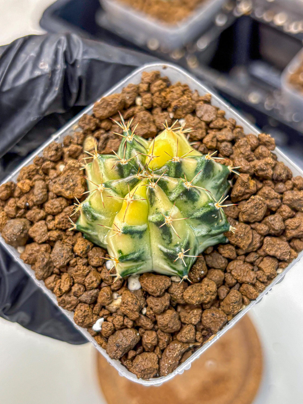 Gymnocalycium Dragon Egg (gy23) (18) | Hybrid