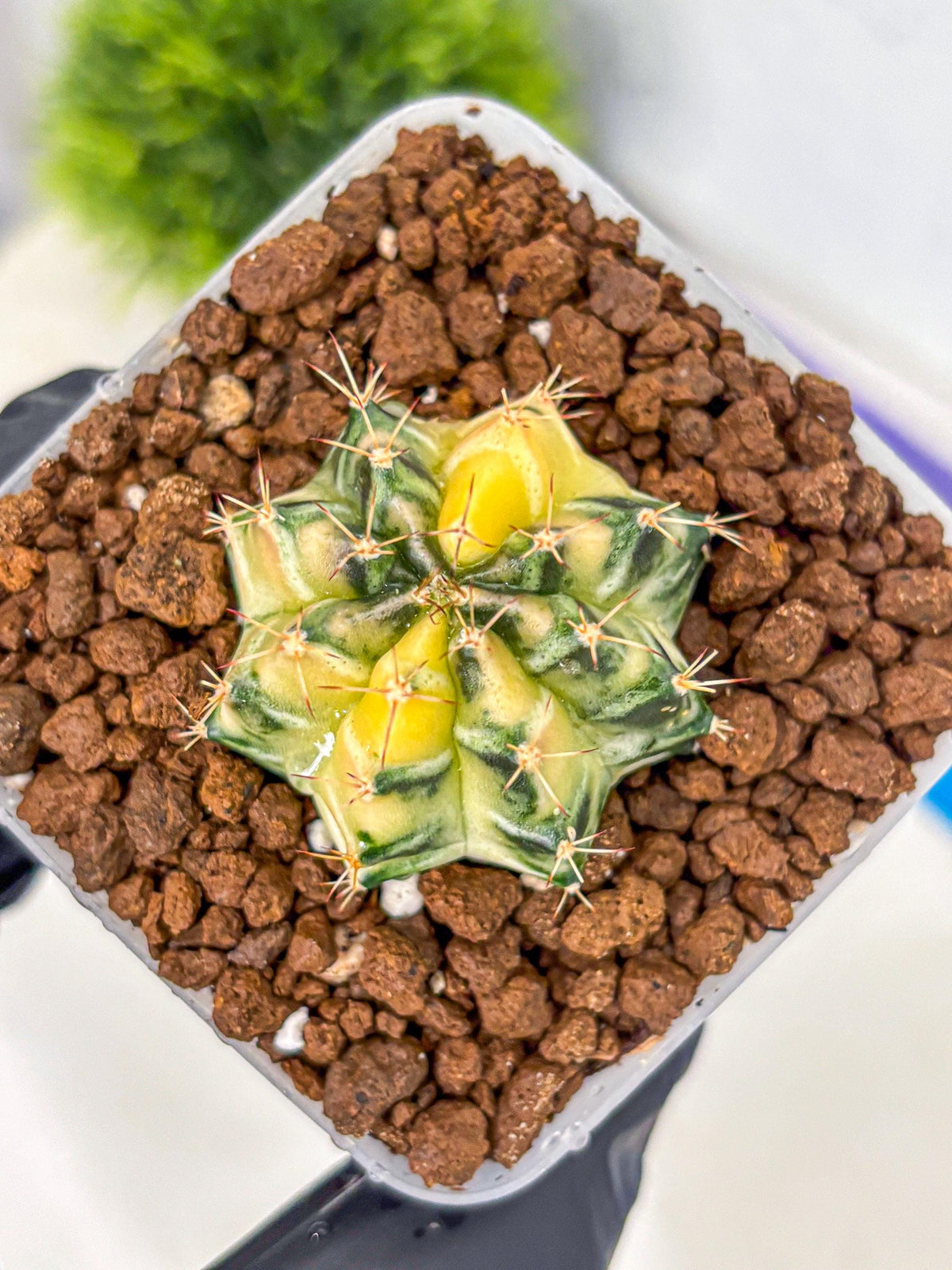Gymnocalycium Dragon Egg (gy23) (18) | Hybrid