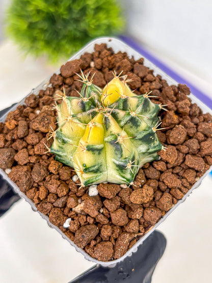 Gymnocalycium Dragon Egg (gy23) (18) | Hybrid