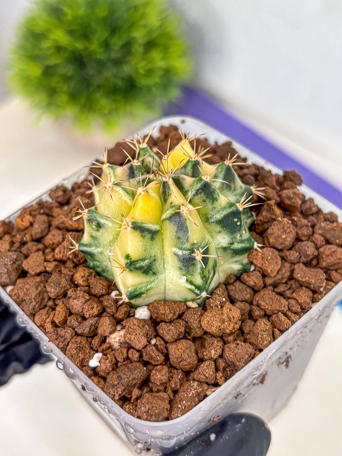 Gymnocalycium Dragon Egg (gy23) (18) | Hybrid