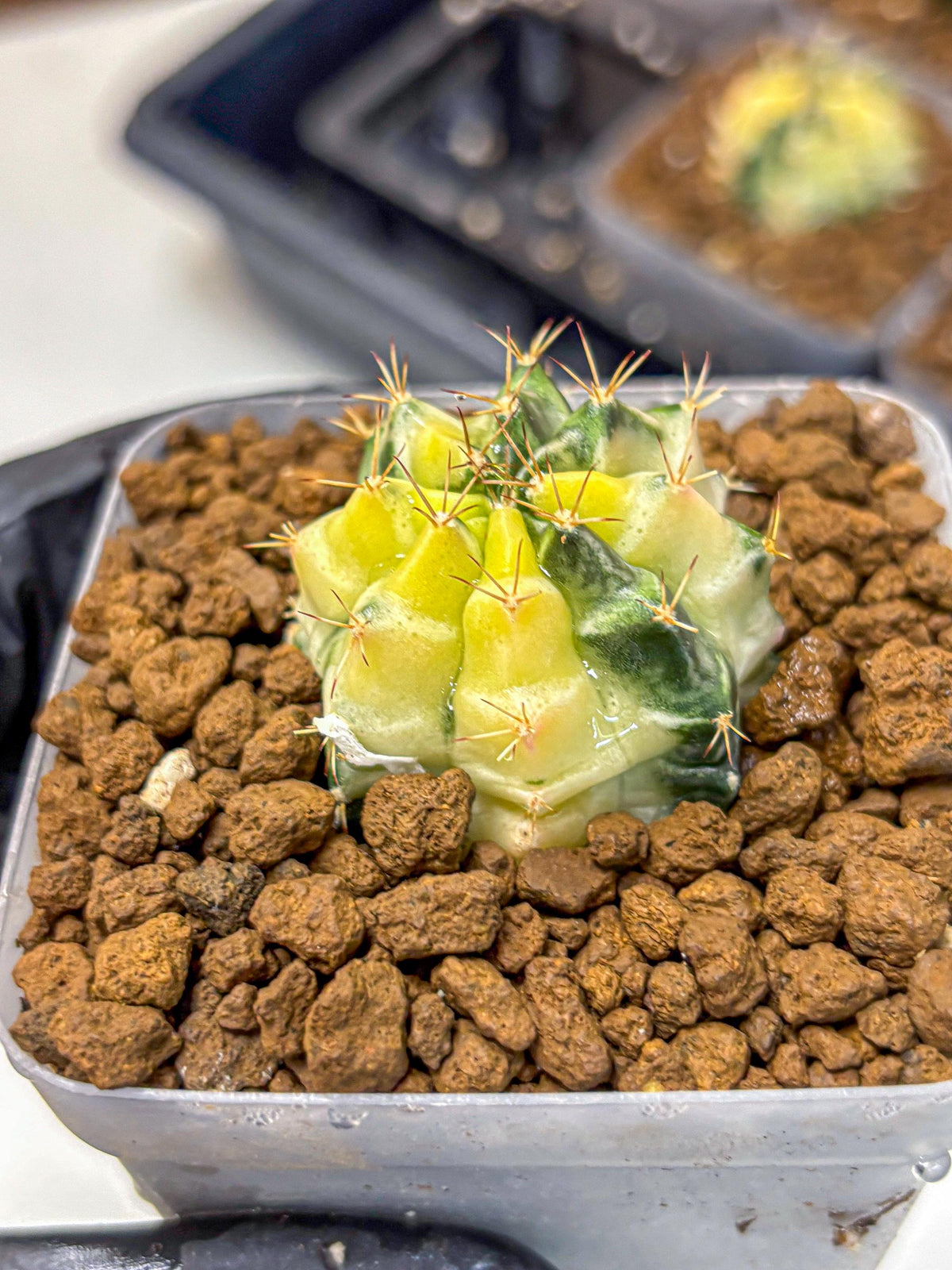 Gymnocalycium Dragon Egg (gy23) (pp) | Hybrid