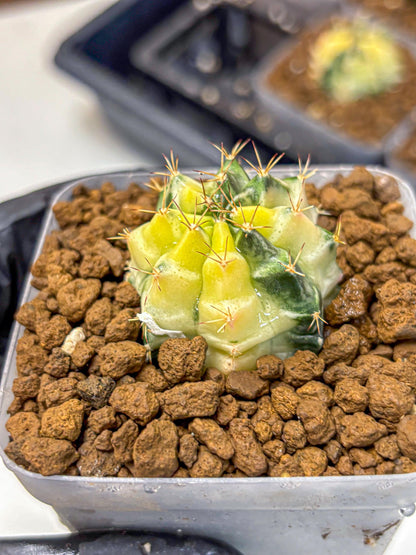 Gymnocalycium Dragon Egg (gy23) (pp) | Hybrid