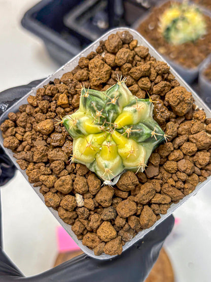 Gymnocalycium Dragon Egg (gy23) (pp) | Hybrid