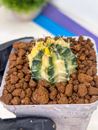 Gymnocalycium Dragon Egg (gy23) (pp) | Hybrid