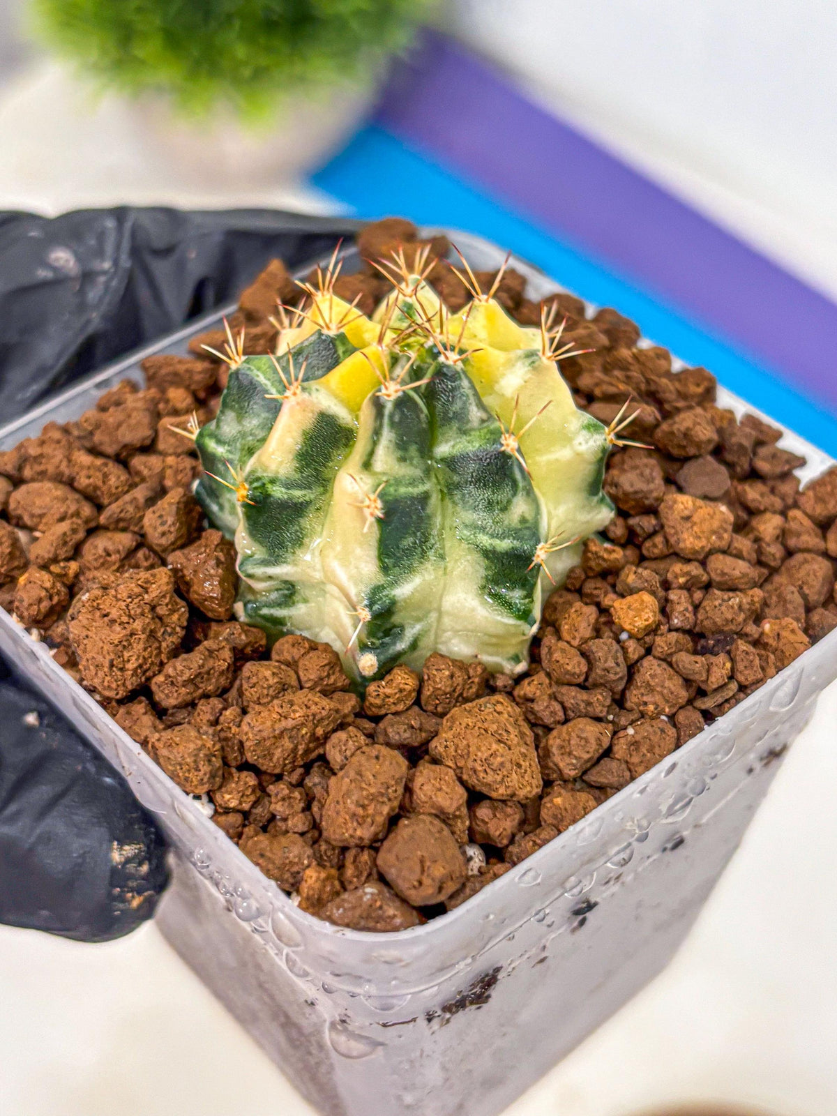 Gymnocalycium Dragon Egg (gy23) (pp) | Hybrid