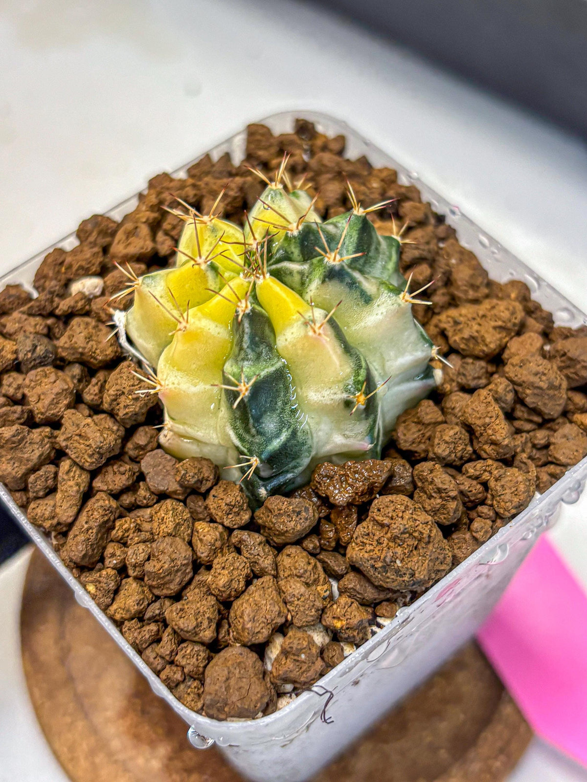 Gymnocalycium Dragon Egg (gy23) (pp) | Hybrid