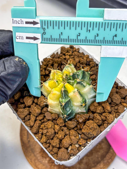 Gymnocalycium Dragon Egg (gy23) (pp) | Hybrid