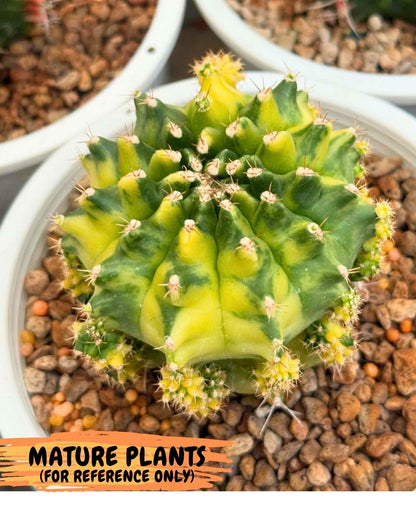 Gymnocalycium Two Tone (gy22) (16) | Hybrid Plants