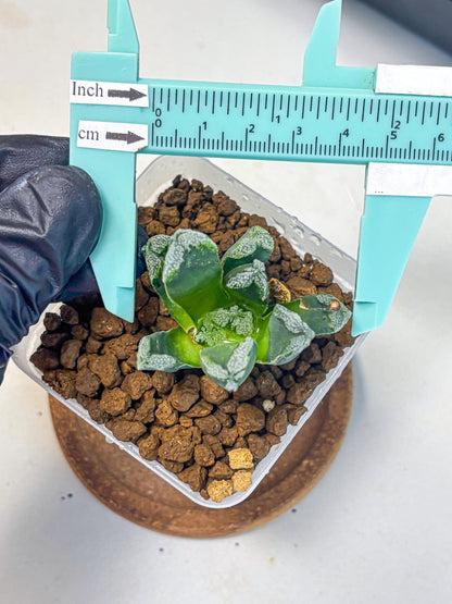 Haworthia Comptoniana (wa10) (1) | Rare Succulent