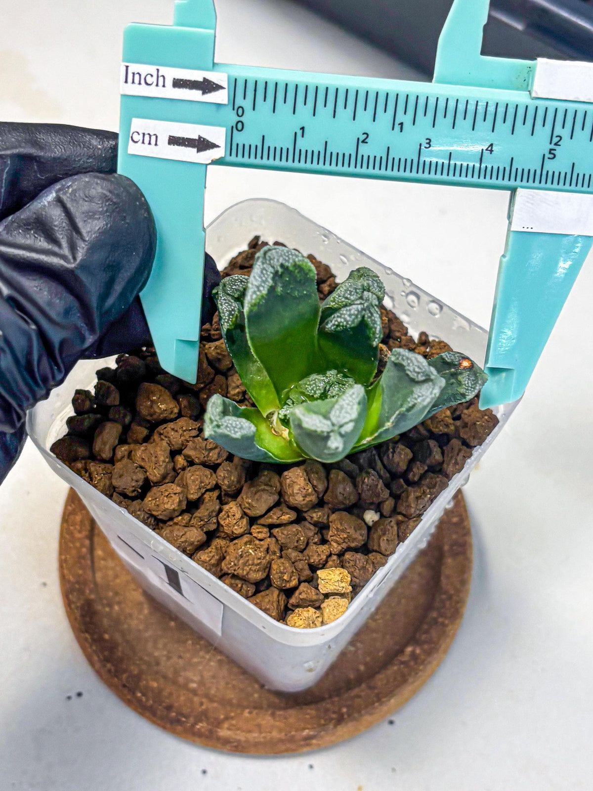 Haworthia Comptoniana (wa10) (1) | Rare Succulent