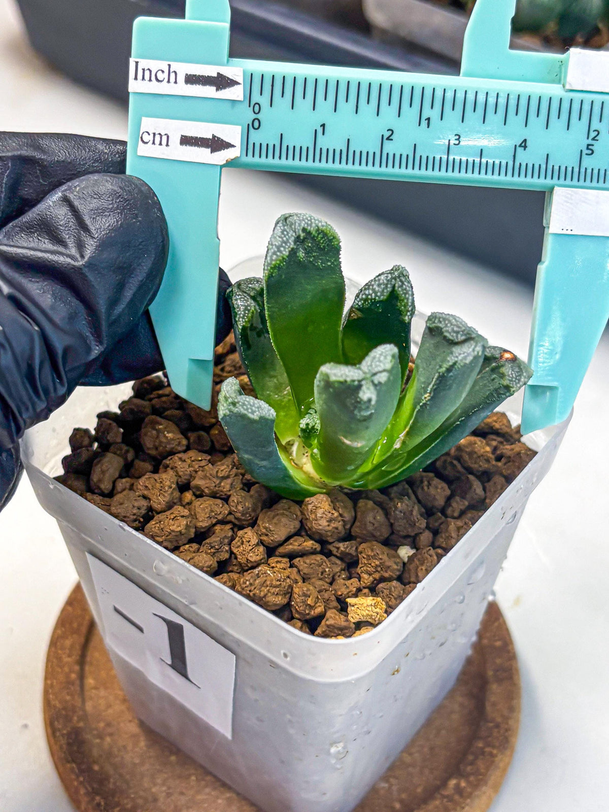 Haworthia Comptoniana (wa10) (1) | Rare Succulent