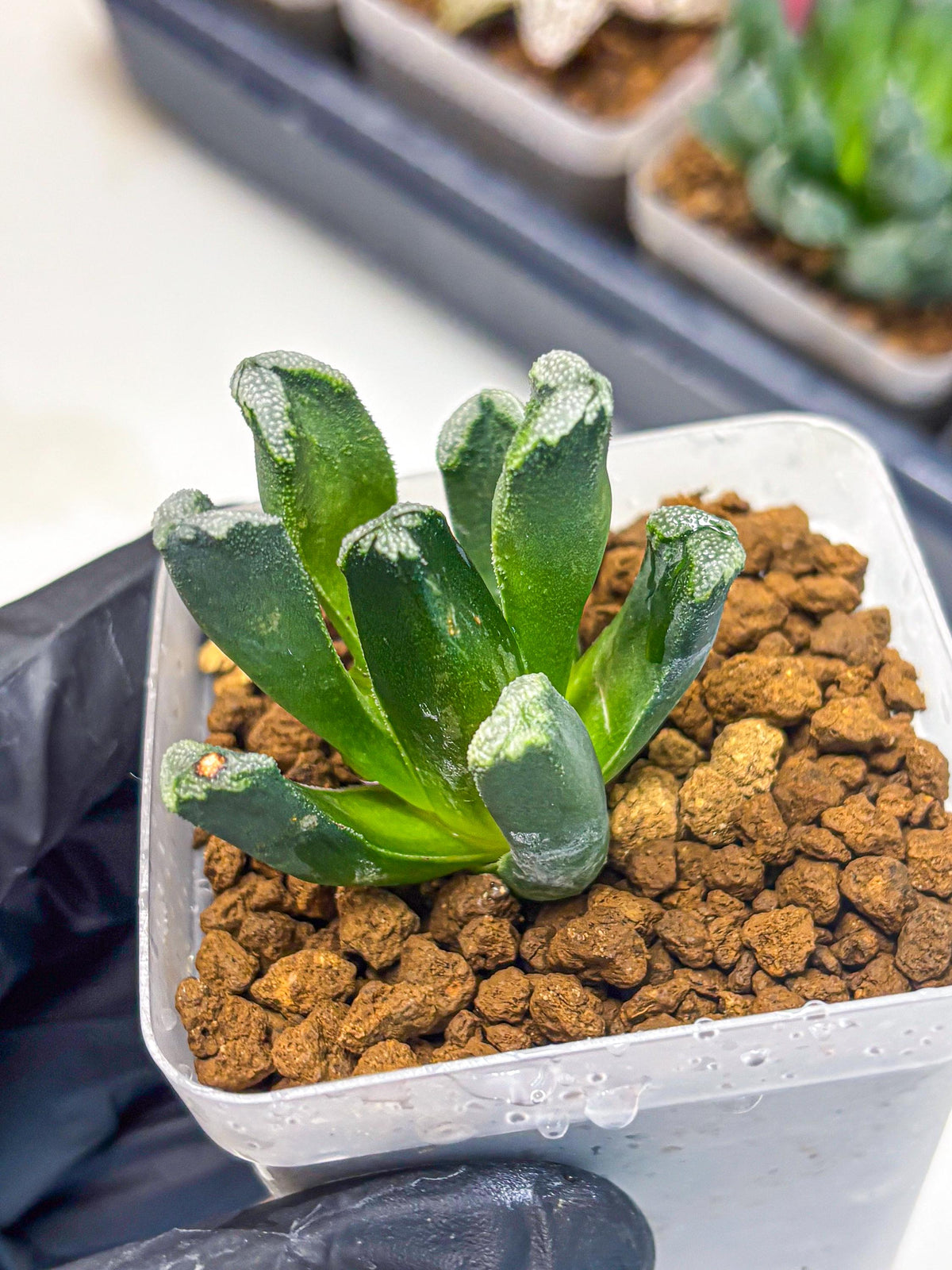Haworthia Comptoniana (wa10) (1) | Rare Succulent